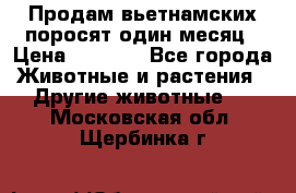 Продам вьетнамских поросят,один месяц › Цена ­ 3 000 - Все города Животные и растения » Другие животные   . Московская обл.,Щербинка г.
